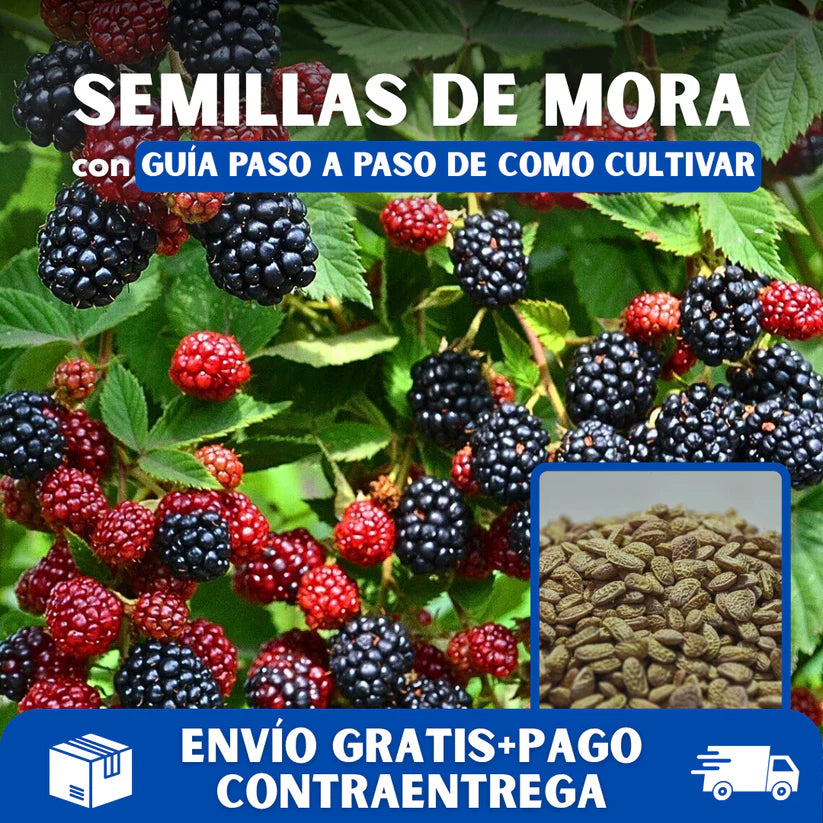 ☘️Semillas de Mora Natural 2x1 💞 200 Unidades🍃