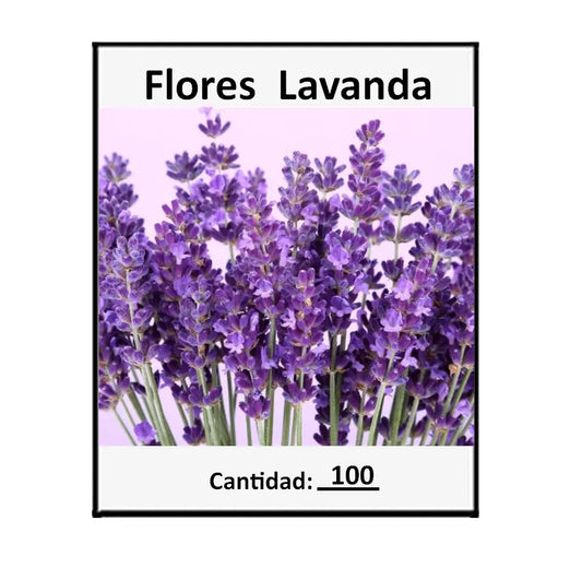 Semillas De Flor Lavanda X 100