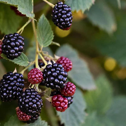 ☘️Semillas de Mora Natural 2x1 💞 200 Unidades🍃