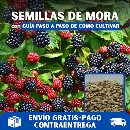 ☘️Semillas de Mora Natural 2x1 💞 200 Unidades🍃