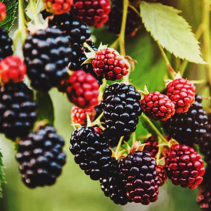 ☘️Semillas de Mora Natural 2x1 💞 200 Unidades🍃