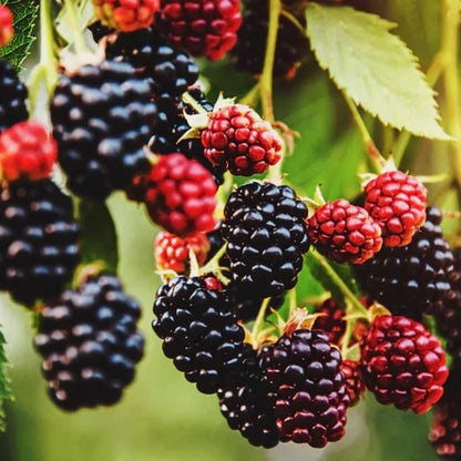 ☘️Semillas de Mora Natural 2x1 💞 200 Unidades🍃