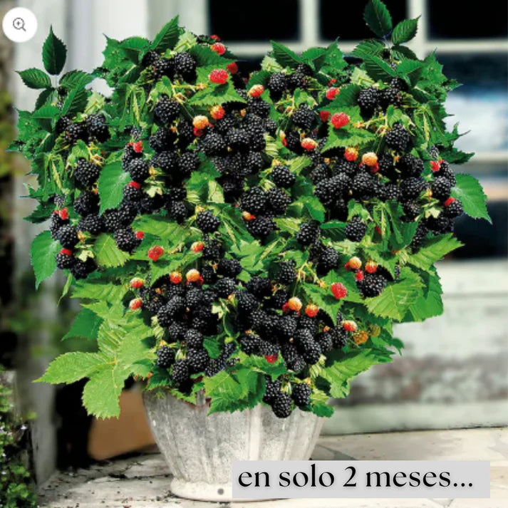 ☘️Semillas de Mora Natural 2x1 💞 200 Unidades🍃