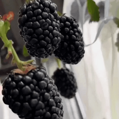 ☘️Semillas de Mora Natural 2x1 💞 200 Unidades🍃