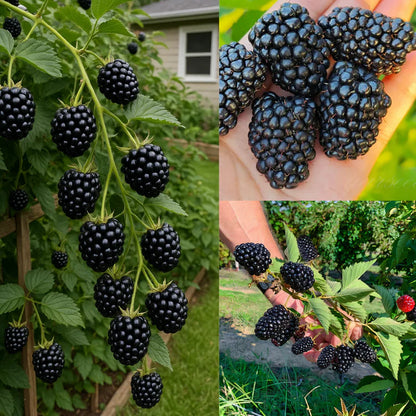 ☘️Semillas de Mora Natural 2x1 💞 200 Unidades🍃